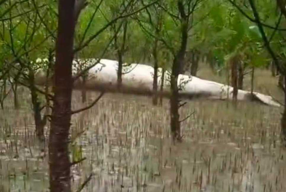 নদীতীরে ভেসে এলো বিশাল আকৃতির মৃত তিমি