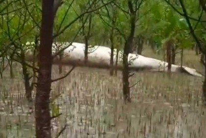 নদীতীরে ভেসে এলো বিশাল আকৃতির মৃত তিমি
