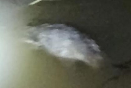 হালদায় আবারও ভেসে এলো মরা মা মাছ-ডলফিন


