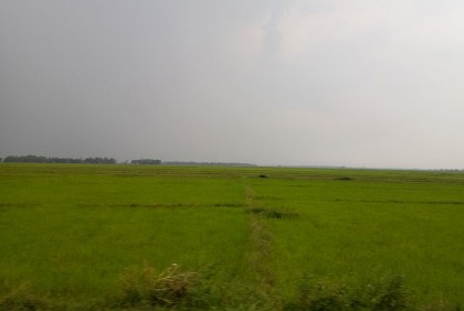 পানিশূন্য চলনবিলে অস্তিত্ব সংকটে জলজ প্রাণী