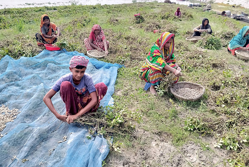 যমুনা নদীর পানি বৃদ্ধিতে প্লাবিত বাদামের জমি

