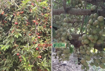 সৈয়দপুরে লটকন-আলু বোখারা চাষে লাভবান বাবুল সরকার
