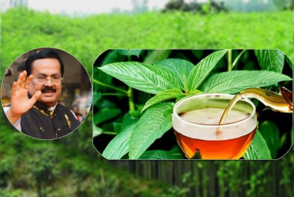 শিগগিরই বাজারে আসছে ‘পাটের চা’ : পাটমন্ত্রী