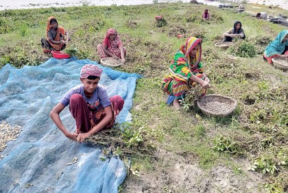 যমুনা নদীর পানি বৃদ্ধিতে প্লাবিত বাদামের জমি

