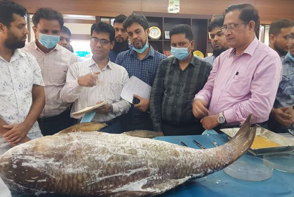 হালদায় ডলফিন ও মা মাছ মৃত্যুর কারণ খুঁজতে মাঠে গবেষকরা

