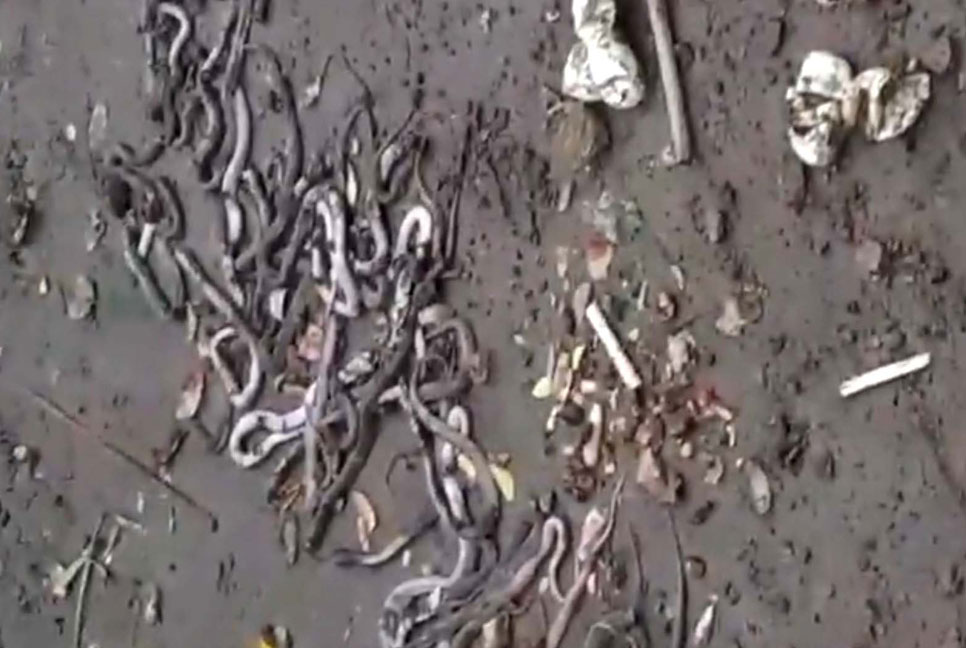 দরজার পাশে গর্ত খুঁড়তেই একে একে বেরিয়ে এলো ৫০টি সাপ
