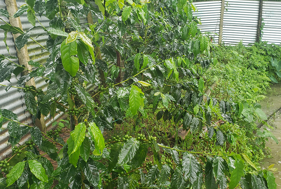 নালিতাবাড়ীতে কফি চাষ, নতুন স্বপ্ন দেখাচ্ছে কৃষকদের