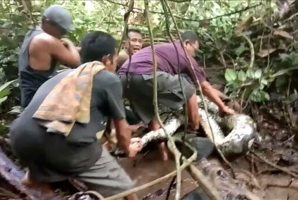  ইন্দোনেশিয়ায় আবারও অজগরের পেটে মিললো নারীর মরদেহ 
