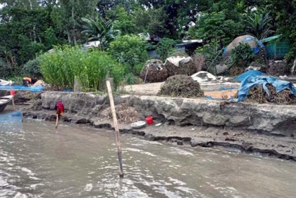 মানিকগঞ্জে পদ্মা- যমুনার ভাঙনে বিলীন হচ্ছে ঘরবাড়ি ও ফসলি জমি