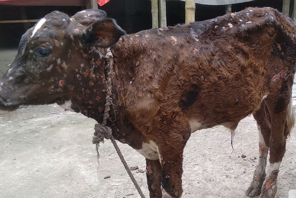 নীলফামারীতে ছড়িয়ে পড়ছে গরুর লাম্পি স্কিন রোগ