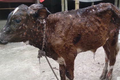 নীলফামারীতে ছড়িয়ে পড়ছে গরুর লাম্পি স্কিন রোগ