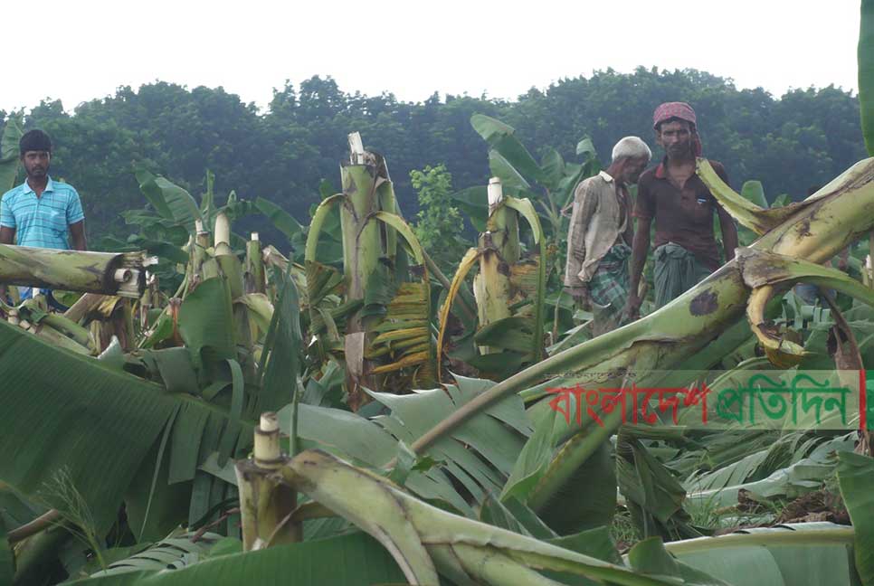 দ্বন্দ্বের বলি ২৫ কৃষকের ১০ হাজার কলাগাছ!