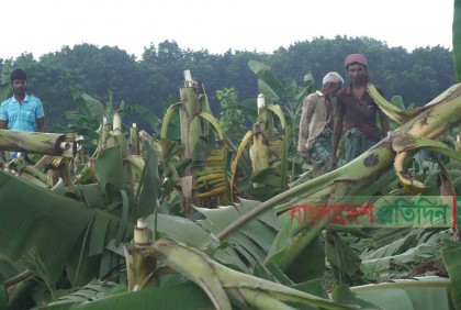 দ্বন্দ্বের বলি ২৫ কৃষকের ১০ হাজার কলাগাছ!
