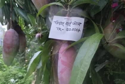এক আম গাছের চারার দাম ৫০ হাজার টাকা!
