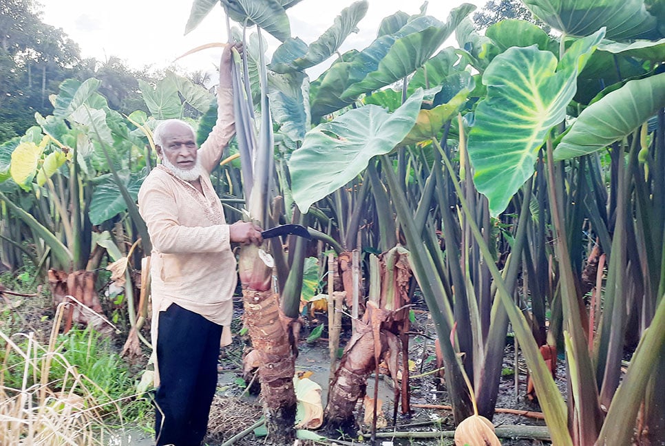কচু চাষে সফল লক্ষ্মীপুরের সিরাজুল 