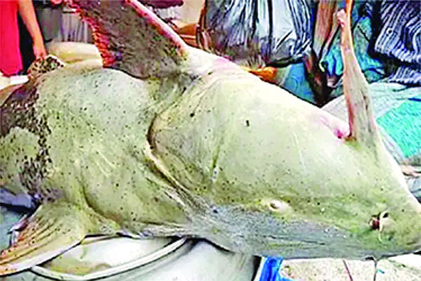 মৌলভীবাজারে এক বাঘাইড়ের দাম ৪ লাখ টাকা!
