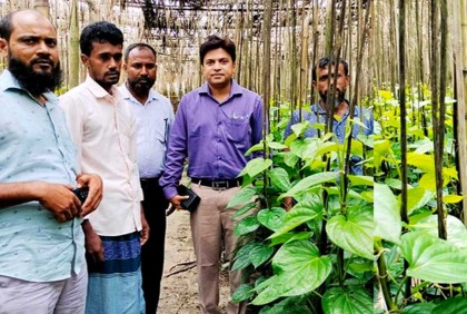 পান চাষে ভাগ্যের চাকা ঘুরলো ওমান ফেরত যুবকের