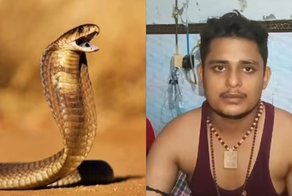 সাপের সাথে লড়াই, ৩৫ দিনে ছয়বার কামড়