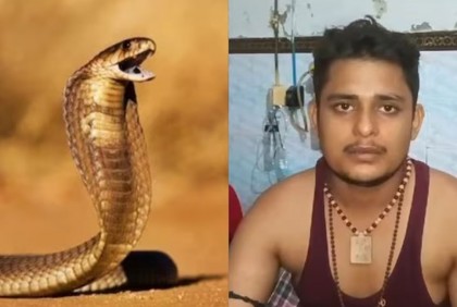সাপের সাথে লড়াই, ৩৫ দিনে ছয়বার কামড়