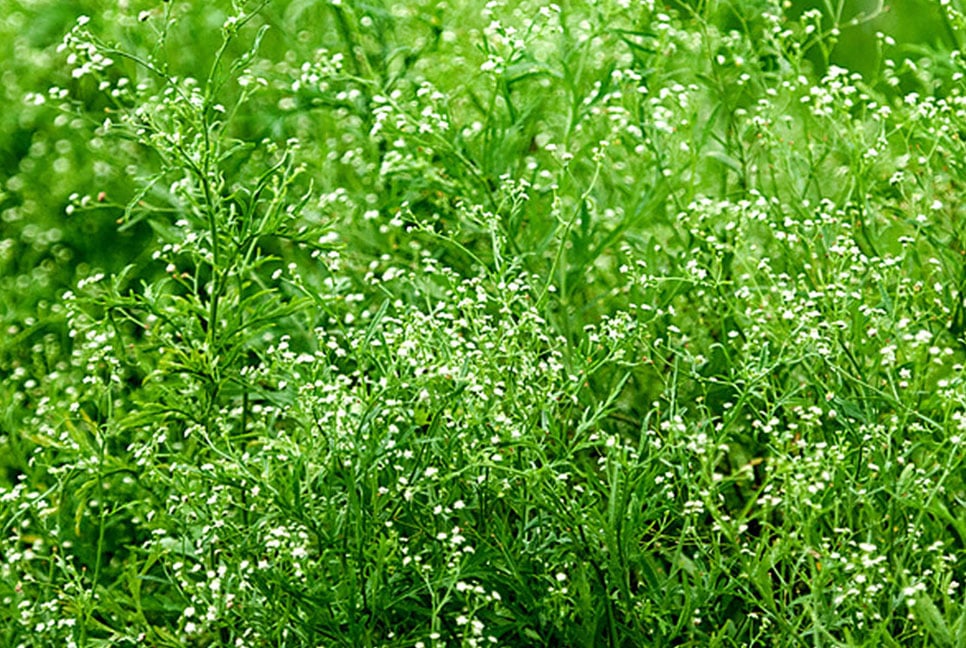 পার্থেনিয়াম গাছ ছড়াচ্ছে ক্যান্সার