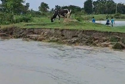 শরীয়তপুরে ৮ কিলোমিটার জুড়ে নদী ভাঙন