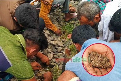 গাঁজা কুড়াতে রেললাইনে উপচে পড়া ভিড়!