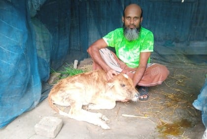 গলাচিপায় লাম্পি স্কিন রোগে ৫ শতাধিক গরুর মৃত্যু