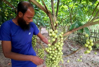 ঠাকুরগাঁওয়ে লটকন চাষ করে ভাগ্য বদল