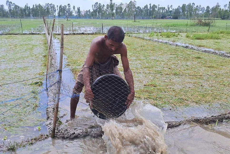 কুড়িগ্রামে কৃষিতে ১০৫ কোটি ৩২ লাখ টাকার ক্ষতি