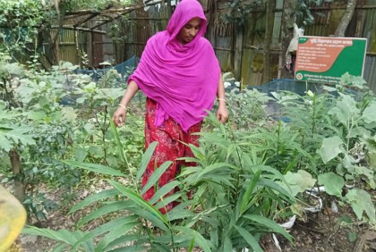 বাড়ির উঠানে বস্তায় আদা চাষ