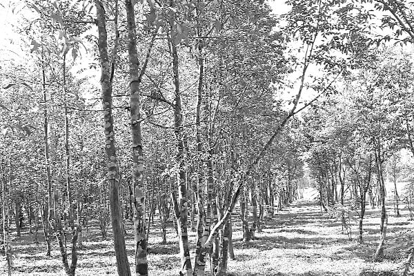 দৃষ্টিনন্দন ধর্মপুর বনাঞ্চল