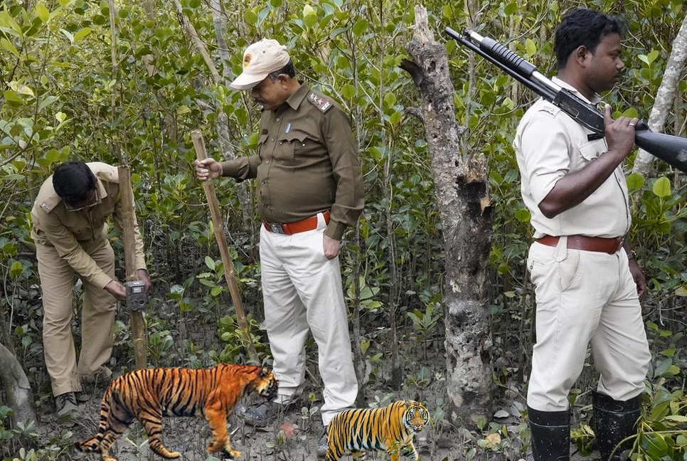 সুন্দরবনের ভারত অংশে বাঘের সংখ্যা ১০০ ছাড়াল