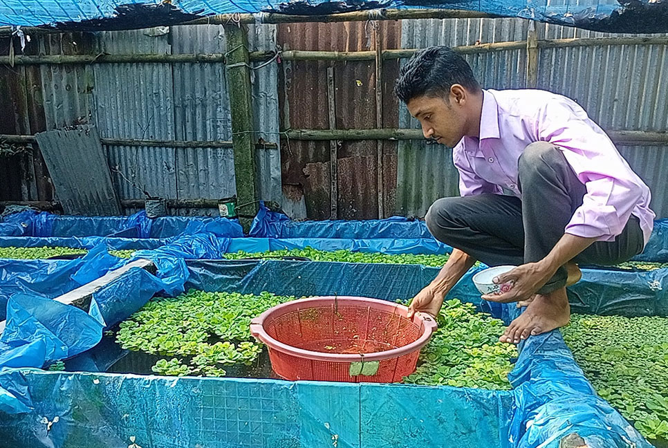 নীলফামারীতে বিদেশি রঙিন মাছ চাষে বাড়তি আয়