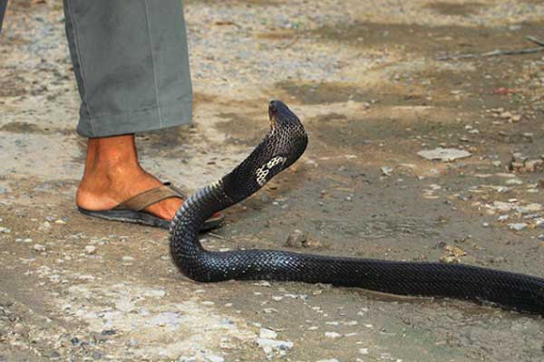 রৌমারীতে সাপের কামড়ে যুবকের মৃত্যু