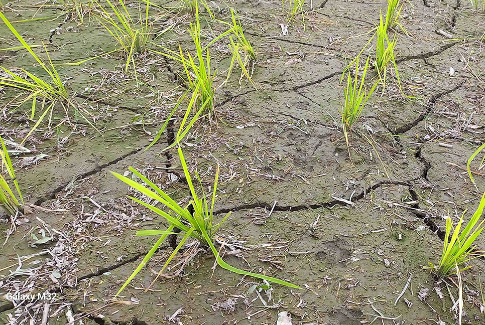 
ঠাকুরগাঁওয়ে ডিজেল সরবরাহ বন্ধ থাকায় জমিতে সেচ দিতে পারছে না কৃষকেরা