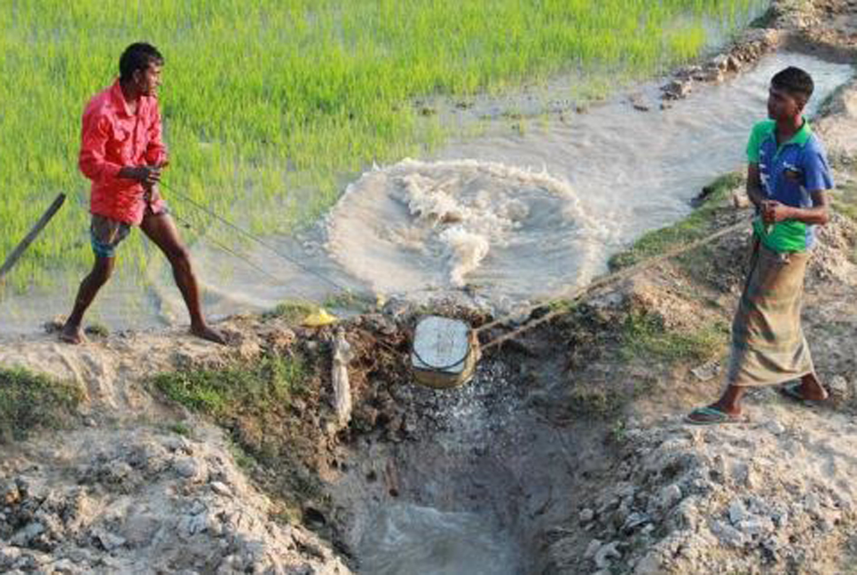 নীলফামারীতে আমন চারা রোপণে বিপাকে কৃষকেরা