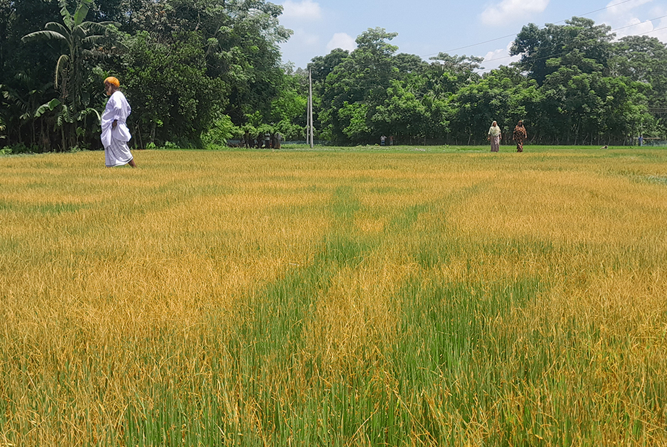 কৃষকের বীজতলা নষ্ট করে দিল দুর্বৃত্তরা