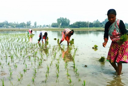 বৃষ্টিতে আমন ধান চাষে কৃষকদের মাঝে স্বস্তি