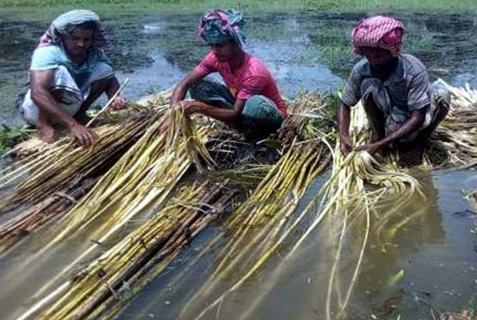 পর্যাপ্ত পানির অভাবে পাট জাগ
 দিতে পারছেন না কৃষক