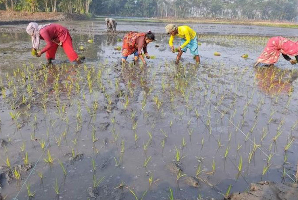 গোপালগঞ্জে ১২ হাজার ৭৭৫ হেক্টরে রোপা আমন ধান আবাদের লক্ষ্যমাত্রা 