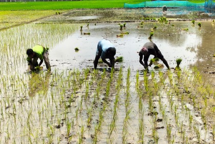 গোপালগঞ্জে প্রায় ৩২ হাজার টন আমন উৎপাদনের লক্ষ্যমাত্রা  