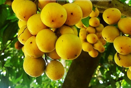 লটকন চাষে বাজিমাত


