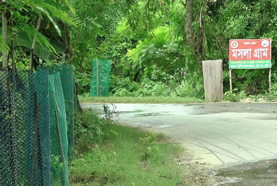 কুষ্টিয়ায় মসলা চাষে আগ্রহ বাড়ছে কৃষকদের