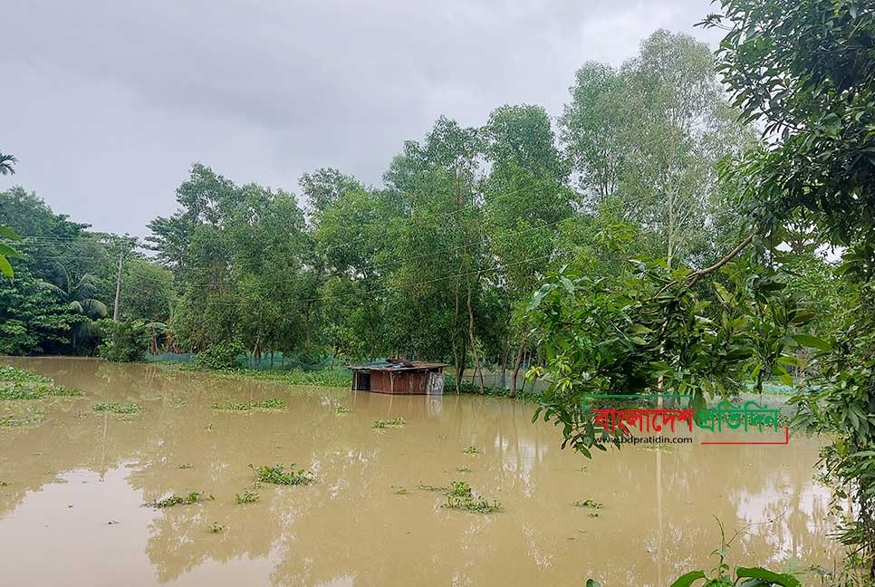 টানা বৃষ্টিতে মৌলভীবাজারের কুশিয়ারা-ধলাই-জুড়ী নদের পানি বৃদ্ধি