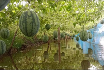 গোপালগঞ্জে বাড়ছে অসময়ের তরমুজ চাষের আবাদ