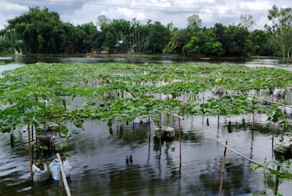 নদীর উপরে ভাসমান সবজি চাষ