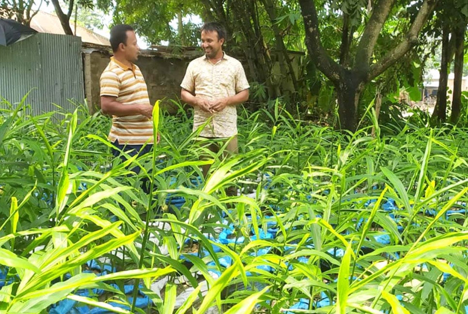 বগুড়ায় বস্তায় আদা চাষে বাড়ছে কৃষকদের আগ্রহ