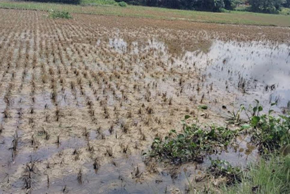 রাজনগরে বন্যায় কৃষিতে ব্যাপক ক্ষতি, দিশেহারা কৃষক