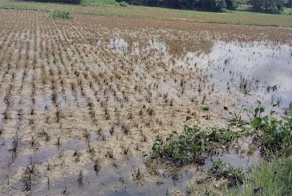 রাজনগরে বন্যায় কৃষিতে ব্যাপক ক্ষতি, দিশেহারা কৃষক