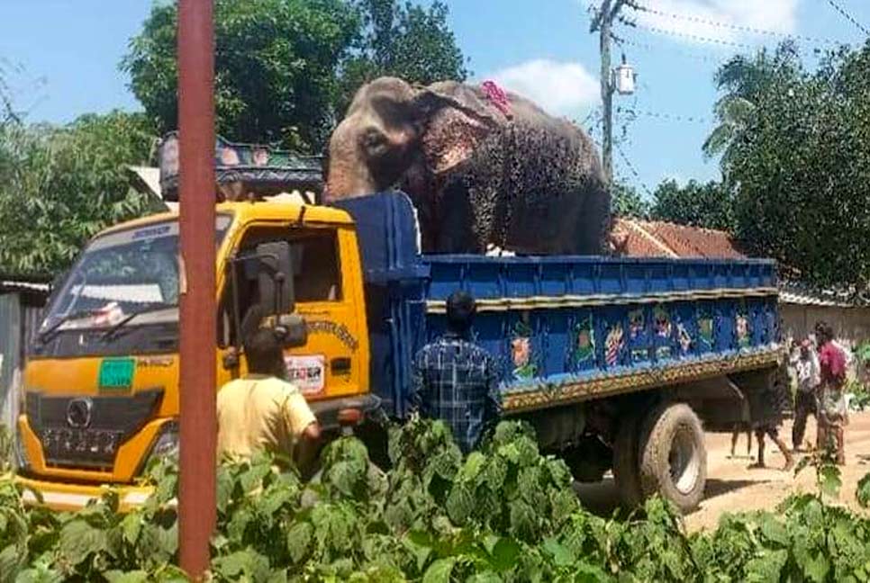 নির্মম নির্যাতনের শিকার হাতিটি উদ্ধার করল বন বিভাগ